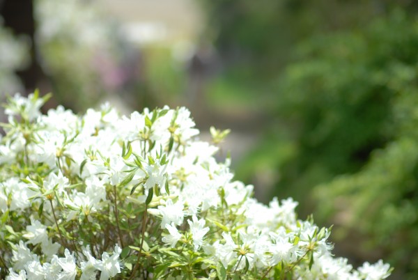 1651127423.5457DSC_0064.JPG
